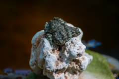 
Frogs in Stone on Pond Background