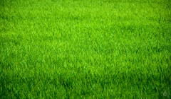 Garden Grass Texture - High-quality free Photo from FreeArtBackgrounds.com