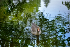 Goose in Lake Background - High-quality free Photo from FreeArtBackgrounds.com