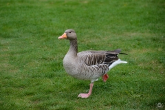 Goose on One Leg in the Grass Background