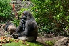 Gorilla Background - High-quality free Photo from FreeArtBackgrounds.com