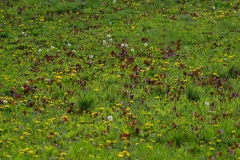 
Grass Meadow Texture