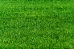Grass Meadow Texture - High-quality free Photo from FreeArtBackgrounds.com