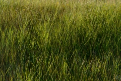 Grass Texture - High-quality free Photo from FreeArtBackgrounds.com