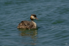 Great Crested Grebe Swimming in Lake Background - High-quality free Photo from FreeArtBackgrounds.com