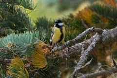 Great Tit Background - High-quality free Photo from FreeArtBackgrounds.com