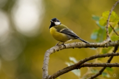 Great Tit Perched on a Branch - High-quality free Photo from FreeArtBackgrounds.com
