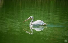Great White Pelican Swimming on Lake Background - High-quality free Photo from FreeArtBackgrounds.com