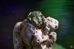 
Green Background with Frog