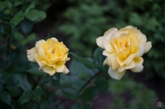 Green Background with Yellow Roses - High-quality free Photo from FreeArtBackgrounds.com