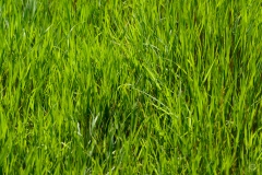 Green Fresh Grass Texture - High-quality free Photo from FreeArtBackgrounds.com