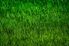Green Grass Background Texture - High-quality free Photo from FreeArtBackgrounds.com