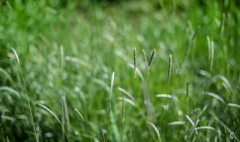 Green Wild Grass Background - High-quality free Photo from FreeArtBackgrounds.com