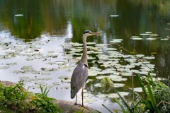 Grey Heron Background  - High-quality free Photo from FreeArtBackgrounds.com