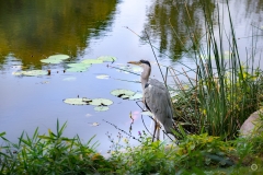 Grey Heron with Koi Fish Background  - High-quality free Photo from FreeArtBackgrounds.com