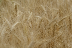 Growing Wheat Texture  - High-quality free Photo from FreeArtBackgrounds.com