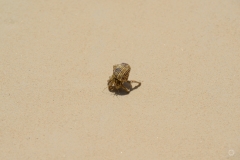 Hermit Crab on the Beach Background - High-quality free Photo from FreeArtBackgrounds.com