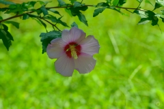 Hibiscus Flower Background  - High-quality free Photo from FreeArtBackgrounds.com