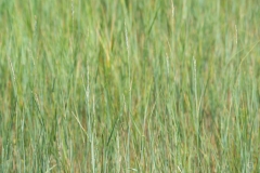 High Grass Texture - High-quality free Photo from FreeArtBackgrounds.com