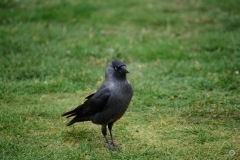 Jackdaw Background - High-quality free Photo from FreeArtBackgrounds.com