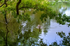 
Lake with Goose Background