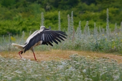 Landing White Stork Background - High-quality free Photo from FreeArtBackgrounds.com