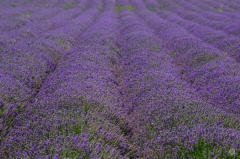 Lavender Background  - High-quality free Photo from FreeArtBackgrounds.com