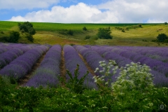 Lavender Field Background