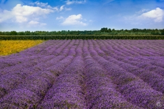 Lavender Field Background - High-quality free Photo from FreeArtBackgrounds.com
