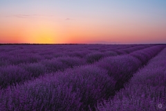
Lavender Field after Sunset Background