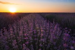 Lavender Field at Sunset Background - High-quality free Photo from FreeArtBackgrounds.com
