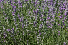 Lavender Texture - High-quality free Photo from FreeArtBackgrounds.com