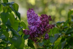 Lilac Bush Flower Background