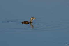 Little Grebe Bird Background - High-quality free Photo from FreeArtBackgrounds.com