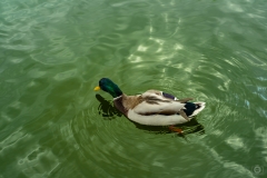 Mallard Duck Background - High-quality free Photo from FreeArtBackgrounds.com