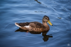 Mallard Duck Swimming in Lake Background - High-quality free Photo from FreeArtBackgrounds.com