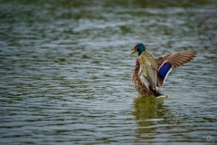 
Mallard Duck in Lake with Wings Spread Background