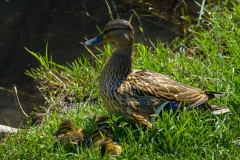 Mallard Duck with Baby Ducks Background - High-quality free Photo from FreeArtBackgrounds.com