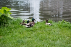 Mallard Ducks Background