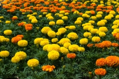 Marigold Flowers Background - High-quality free Photo from FreeArtBackgrounds.com