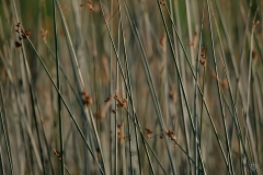 Marsh Plants Texture - High-quality free Photo from FreeArtBackgrounds.com
