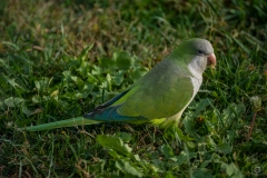 Monk Parakeet Background - High-quality free Photo from FreeArtBackgrounds.com