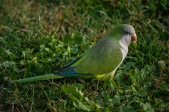 Monk Parakeet Background