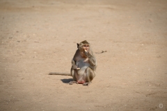 Monkey Eating Peanut Background  - High-quality free Photo from FreeArtBackgrounds.com