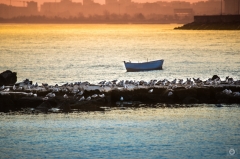 Morning Sea with Boat and Seagulls Background - High-quality free Photo from FreeArtBackgrounds.com