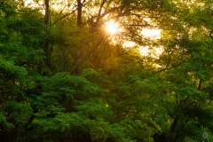 Morning Sun in the Trees Background - High-quality free Photo from FreeArtBackgrounds.com