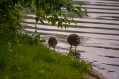 Mother and Baby Coot Birds Walking in Lake Background - High-quality free Photo from FreeArtBackgrounds.com