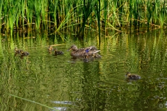 
Mother and Baby Ducks Background