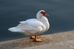 
Muscovy Duck Background