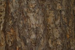 Natural Bark Texture - High-quality free Photo from FreeArtBackgrounds.com